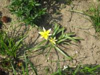 Tulipe tardive