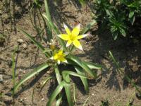 Tulipe tardive