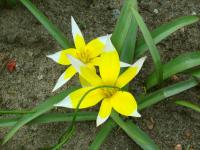Tulipe tardive