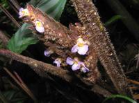 Ct&eacute;nanthe setosa