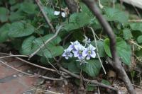 Violette de la Pentecôte