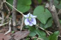 Violette de la Pentecôte