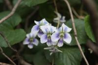 Violette de la Pentecôte