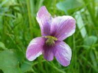 Violette de la Pentecôte