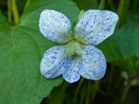 Violette de la Pentecôte