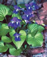 Violette de la Pentecôte
