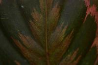 Calath&eacute;a roseopicta
