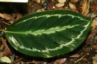 Calath&eacute;a roseopicta