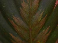 Calath&eacute;a roseopicta