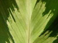 Calath&eacute;a roseopicta