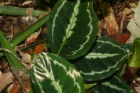 Calath&eacute;a roseopicta
