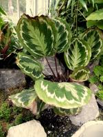 Calath&eacute;a roseopicta