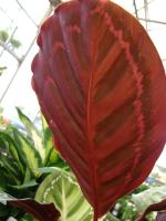 Calath&eacute;a roseopicta
