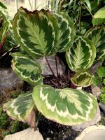 Calath&eacute;a roseopicta