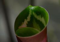 Calath&eacute;a roseopicta