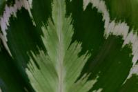 Calath&eacute;a roseopicta