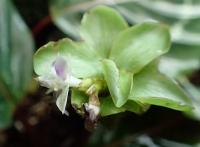 Calath&eacute;a roseopicta