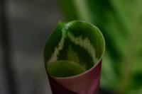 Calath&eacute;a roseopicta