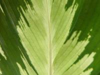 Calath&eacute;a roseopicta
