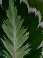 Calath&eacute;a roseopicta