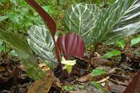 Calath&eacute;a roseopicta