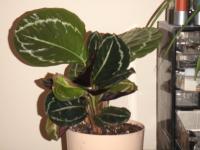 Calath&eacute;a roseopicta