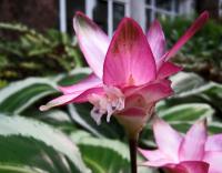 Calath&eacute;a roseopicta