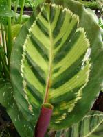 Calath&eacute;a roseopicta