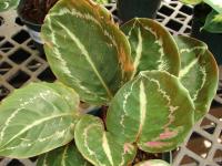 Calath&eacute;a roseopicta