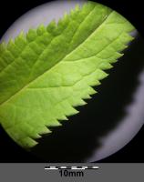 Véronique à longues feuilles