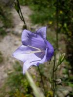 Campanule &agrave; feuilles de p&ecirc;cher