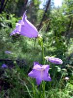 Campanule &agrave; feuilles de p&ecirc;cher