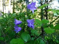 Campanule &agrave; feuilles de p&ecirc;cher