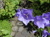 Campanule &agrave; feuilles de p&ecirc;cher
