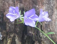 Campanule &agrave; feuilles de p&ecirc;cher