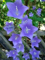 Campanule &agrave; feuilles de p&ecirc;cher