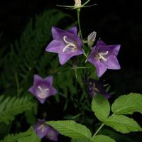 Campanule &agrave; feuilles de p&ecirc;cher