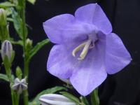 Campanule &agrave; feuilles de p&ecirc;cher