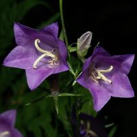 Campanule &agrave; feuilles de p&ecirc;cher