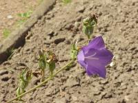 Campanule &agrave; feuilles de p&ecirc;cher