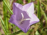 Campanule &agrave; feuilles de p&ecirc;cher