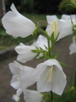 Campanule &agrave; feuilles de p&ecirc;cher