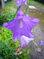 Campanule &agrave; feuilles de p&ecirc;cher