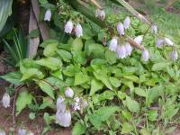 Campanule ponctu&eacute;e