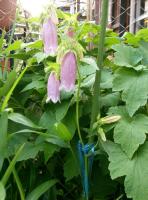 Campanule ponctu&eacute;e