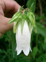 Campanule ponctu&eacute;e