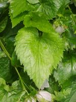 Campanule ponctu&eacute;e