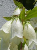 Campanule ponctu&eacute;e
