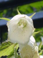 Campanule ponctu&eacute;e