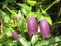 Campanule ponctu&eacute;e